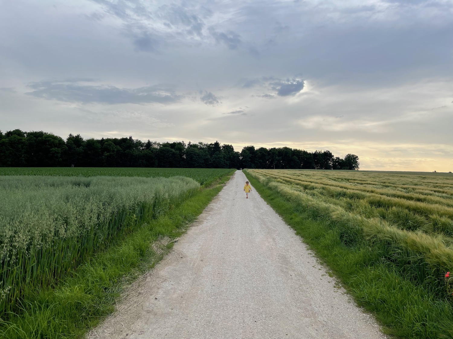 a person walking on a dirt road with grass and trees in the background