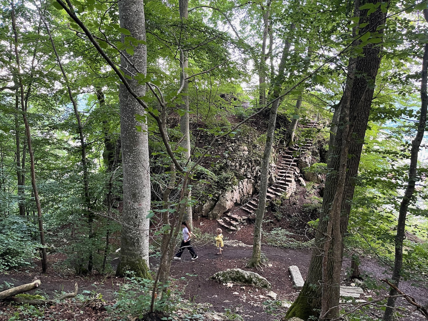 a group of people walking in a forest