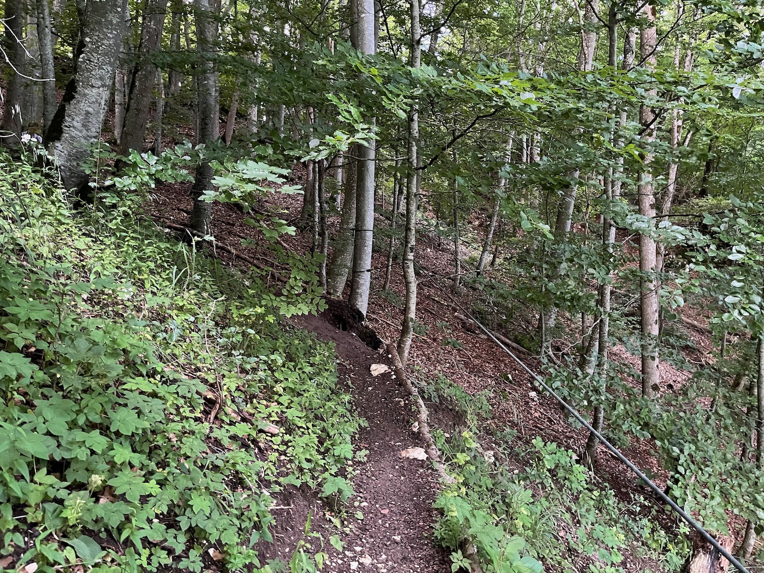 a path in a forest