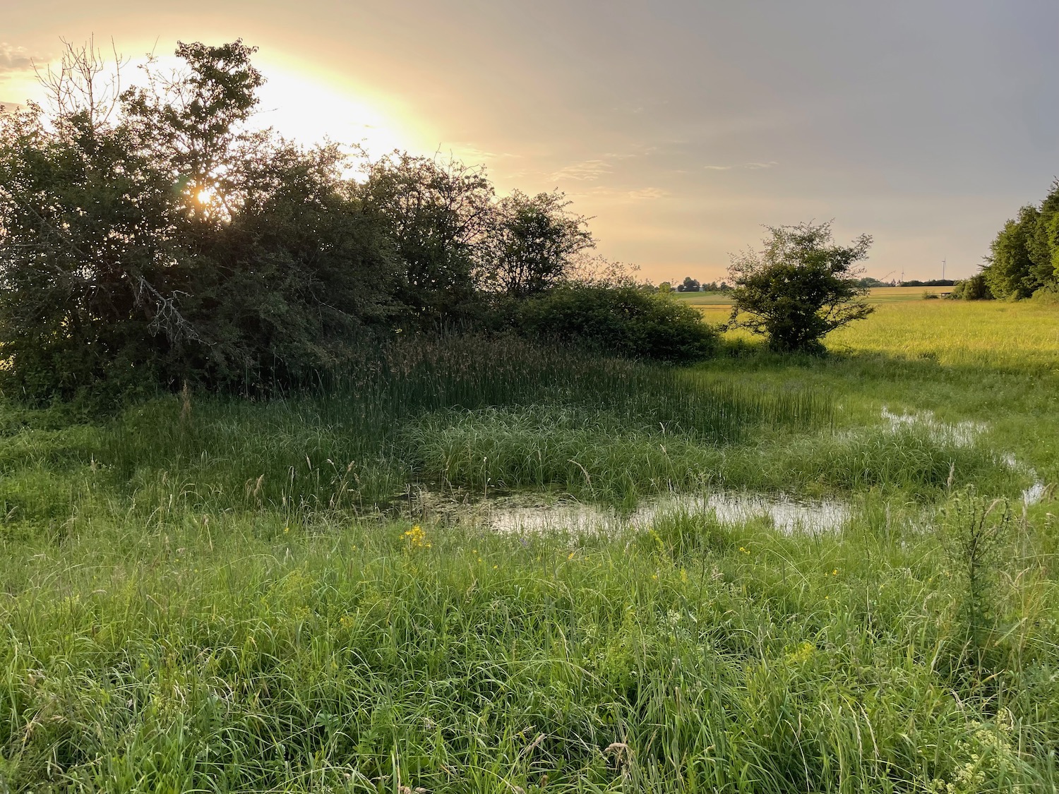 a grassy field with trees and a pond