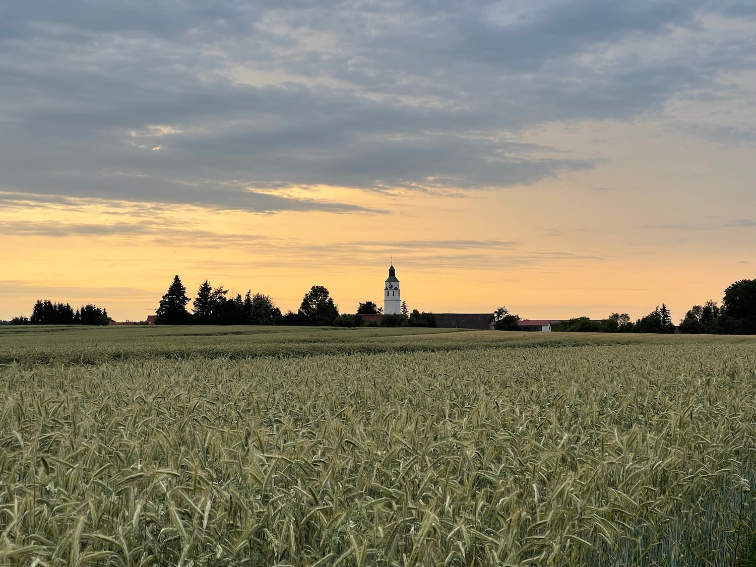 a field of wheat with a church in the background