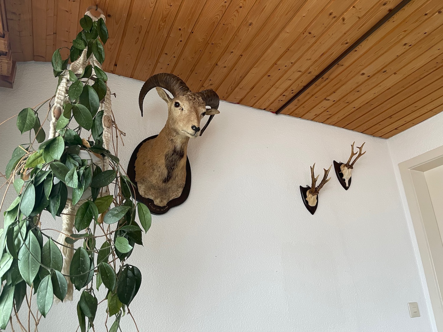 a fake goat head on a wall