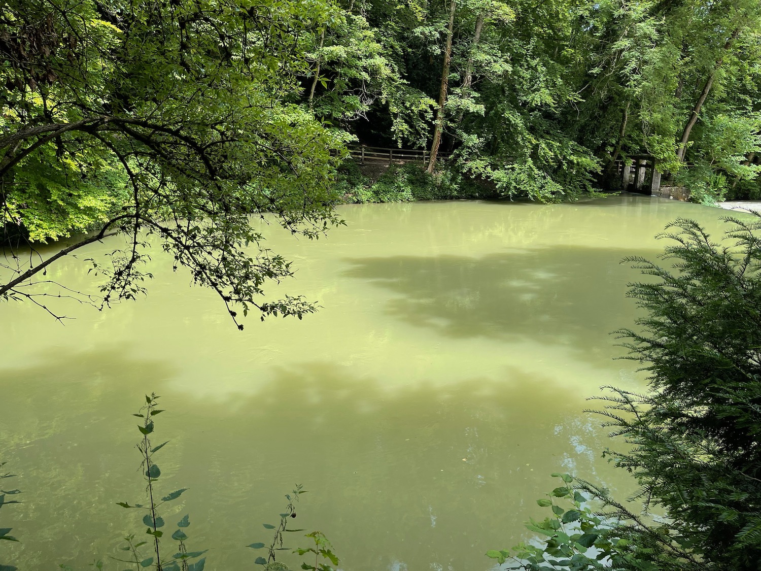 a body of water with trees around it