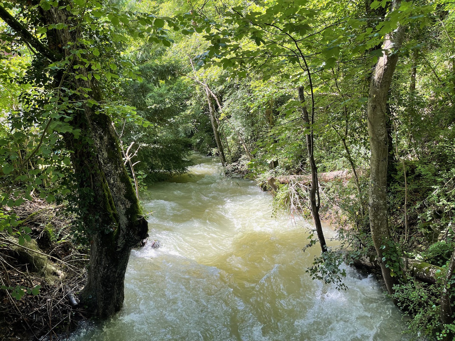 a river running through a forest