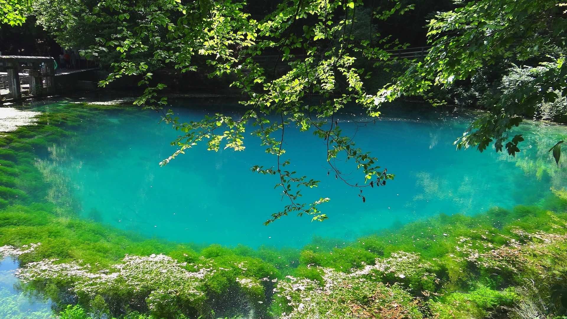 a blue water with green plants around it