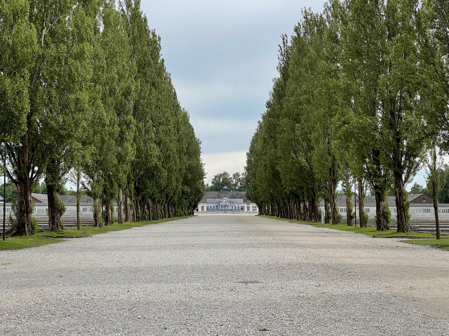 a road with trees lined up in the middle