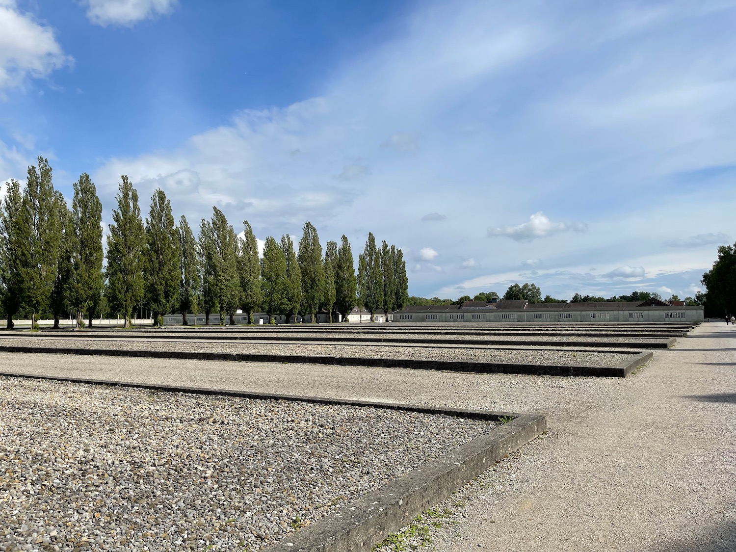 a row of trees in a row