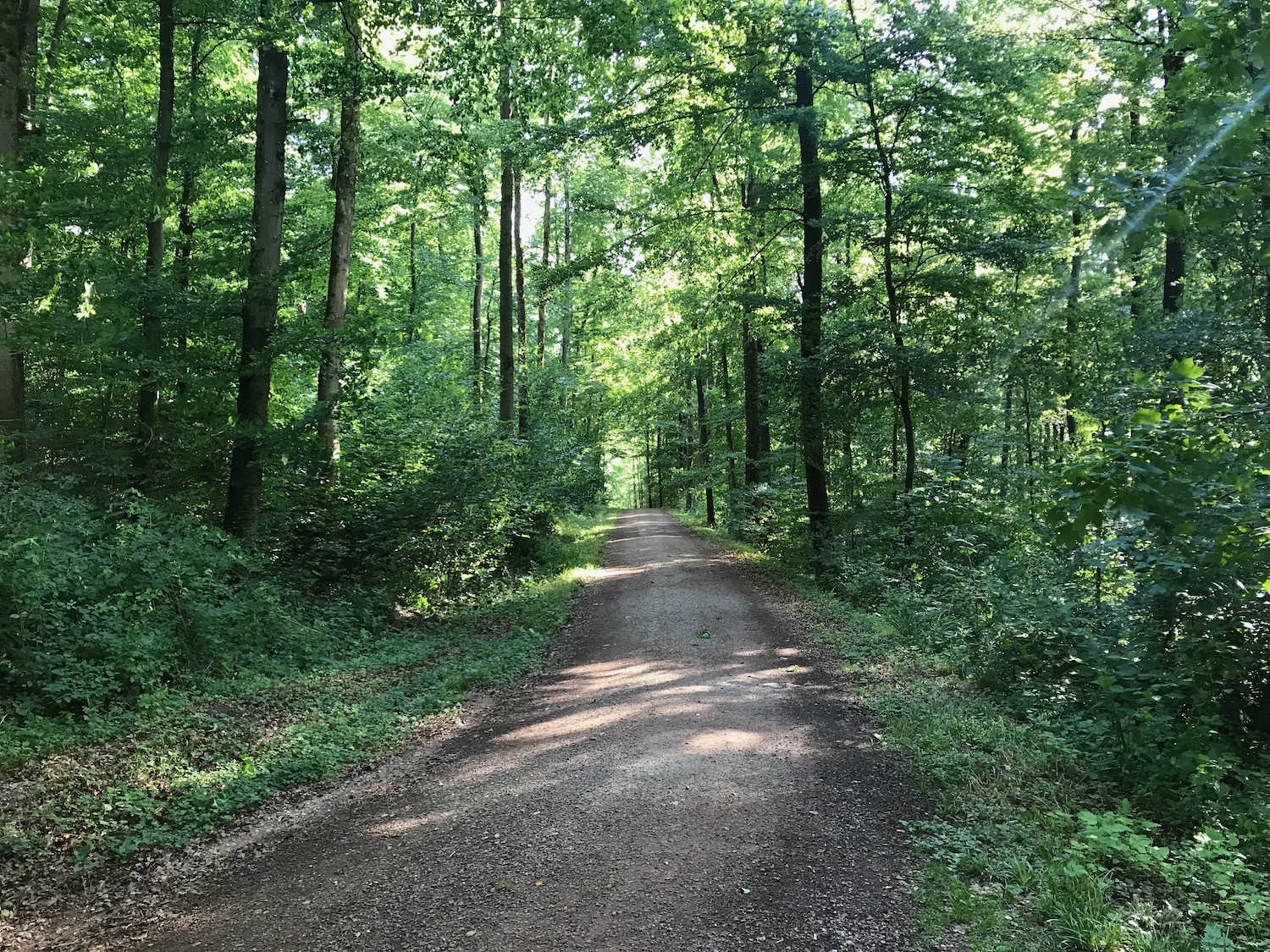 a dirt road through a forest