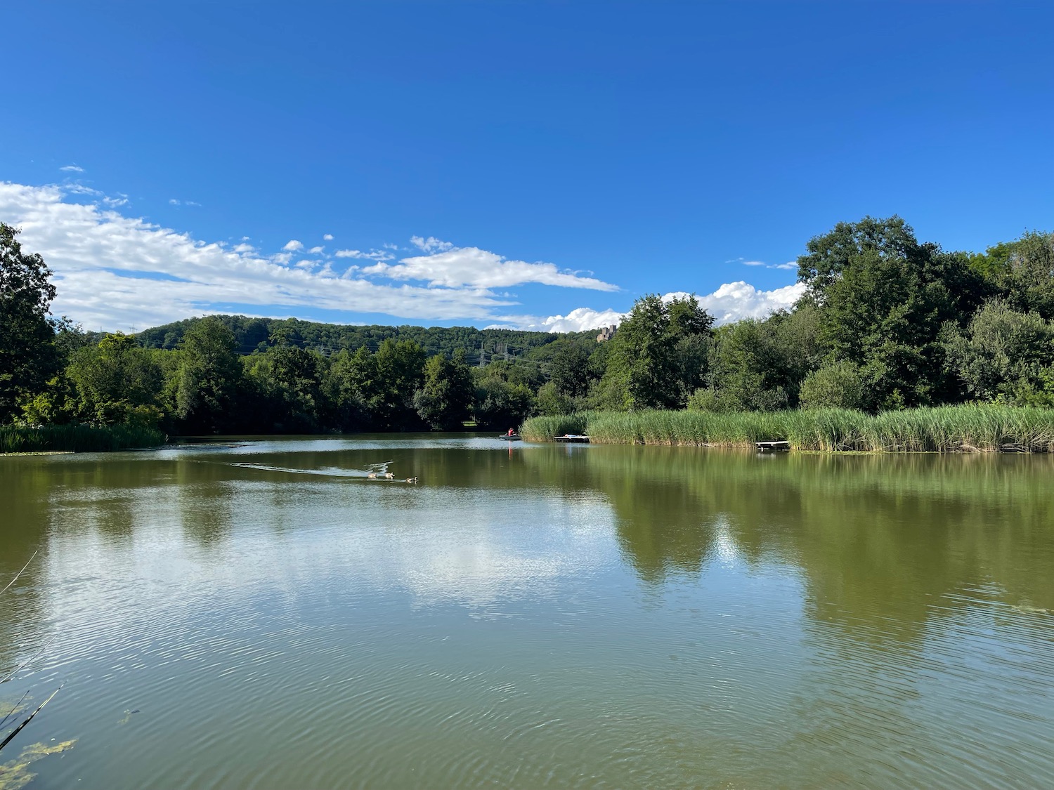 a body of water with trees and blue sky