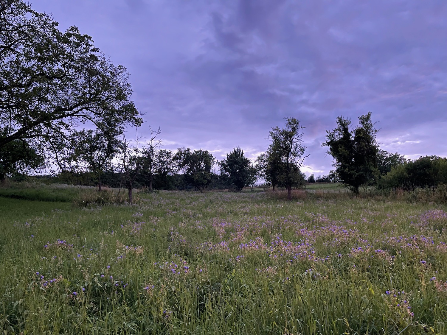a field of flowers and trees