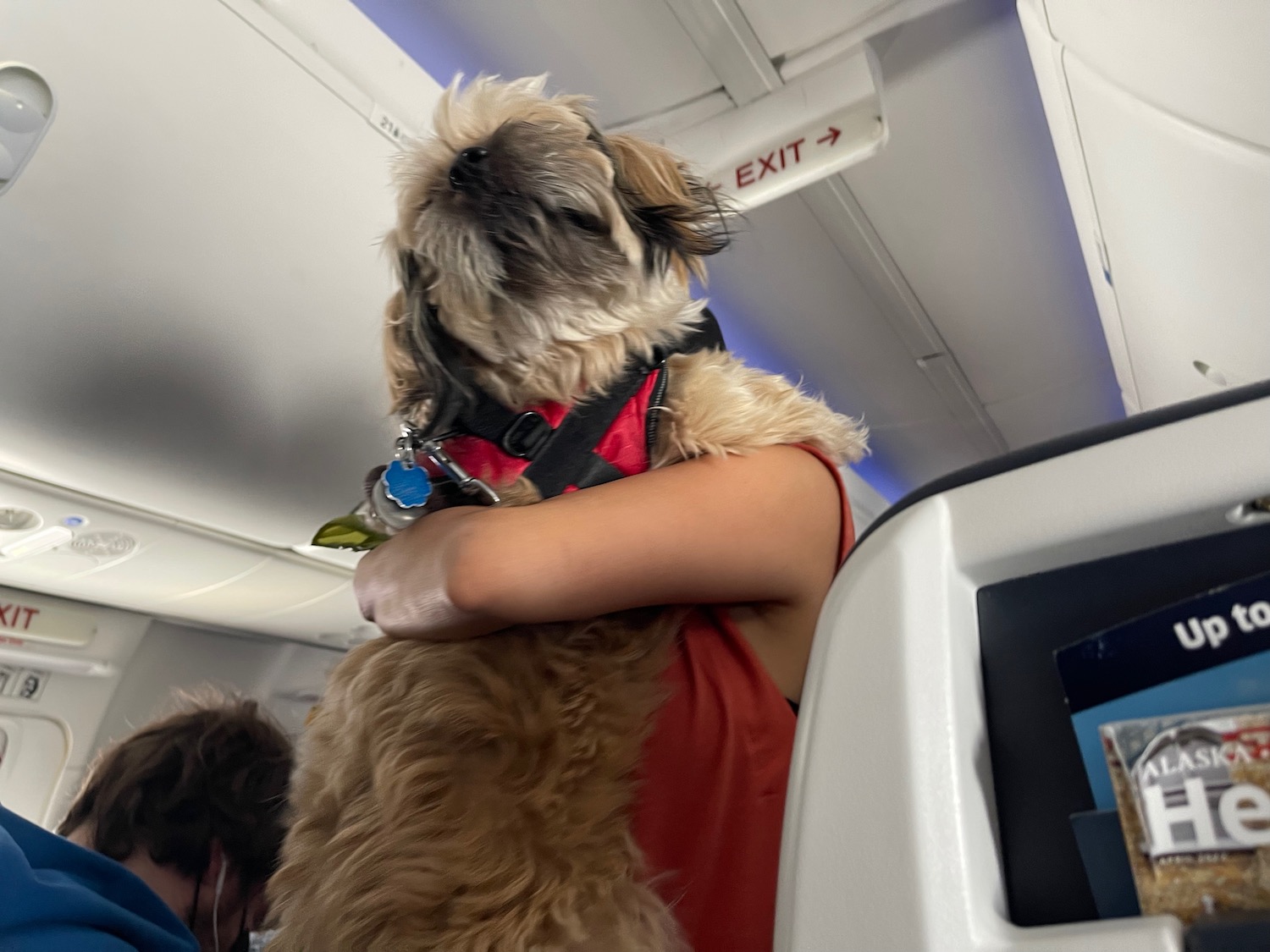 a person with a dog on an airplane