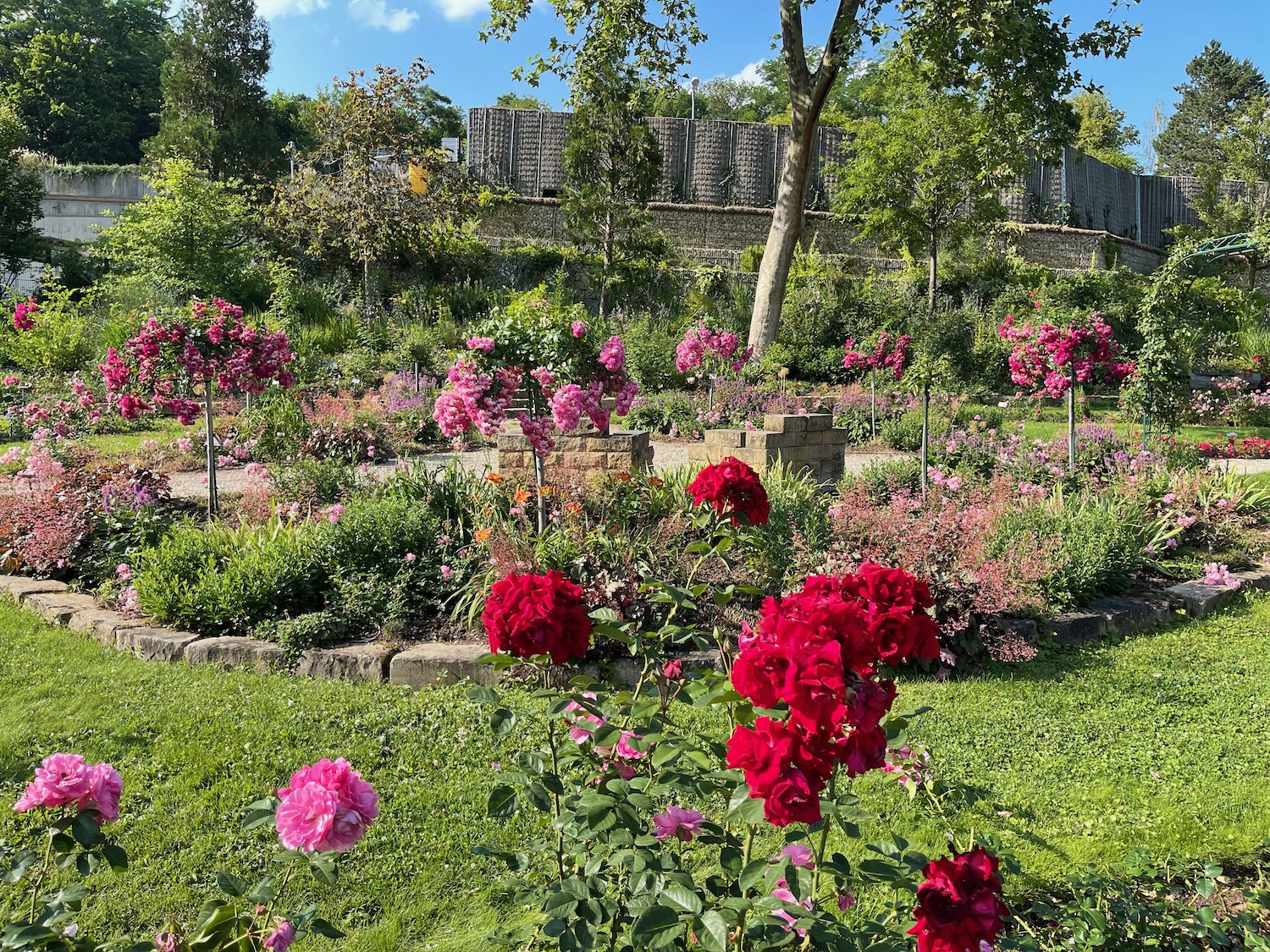 a garden with flowers and trees with Mendocino Coast Botanical Gardens in the background