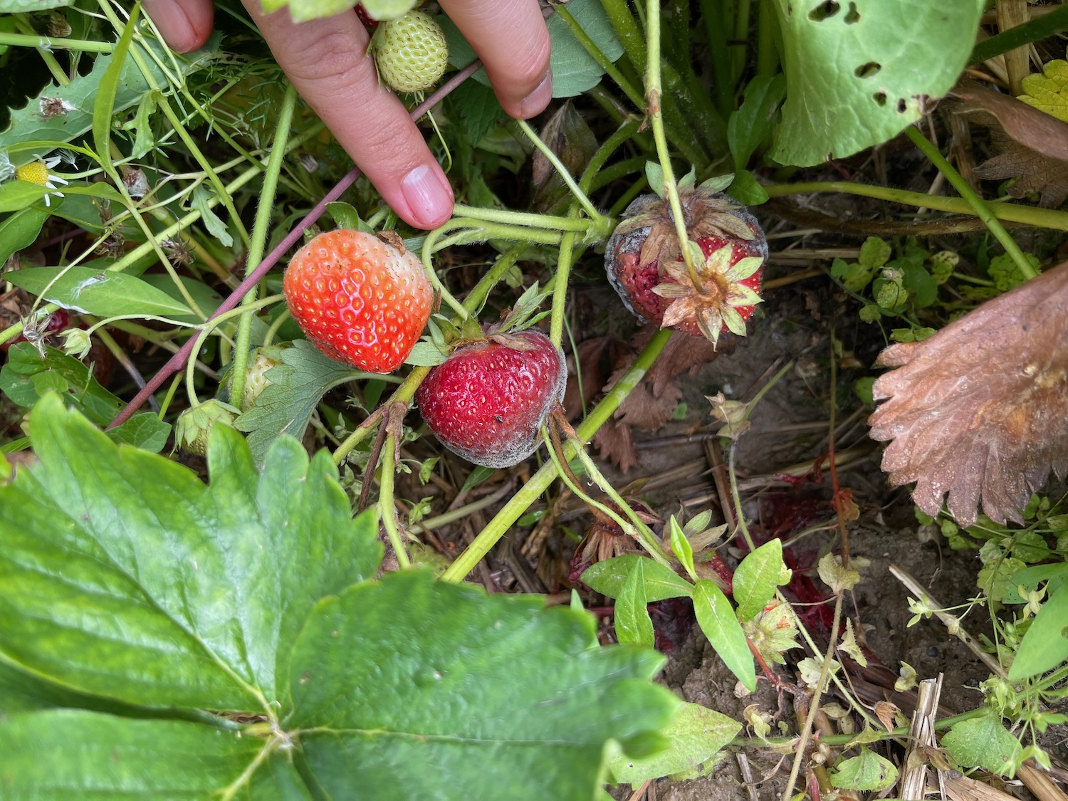 a hand picking strawberries from a plant