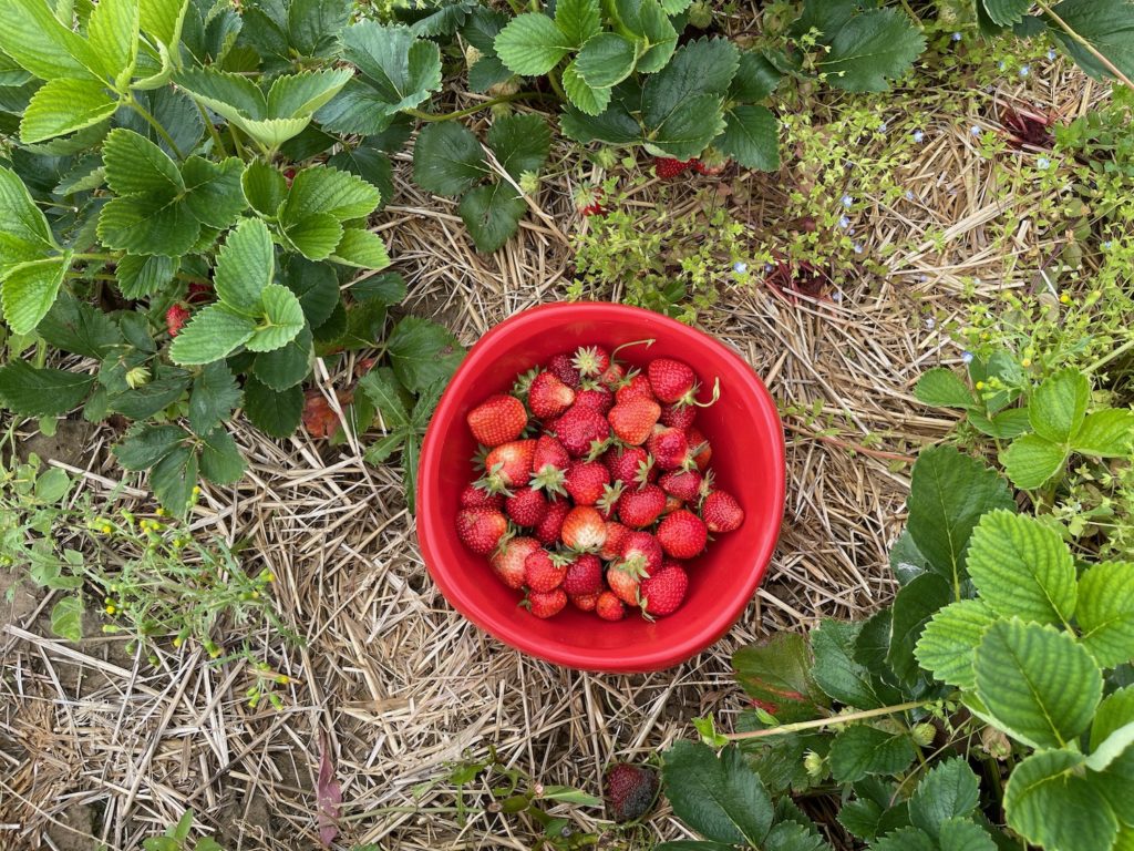 Picking Strawberries In Germany Live and Let's Fly