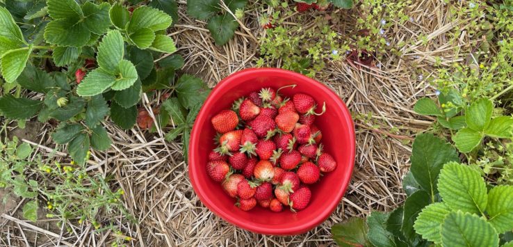 a bowl of strawberries in a garden