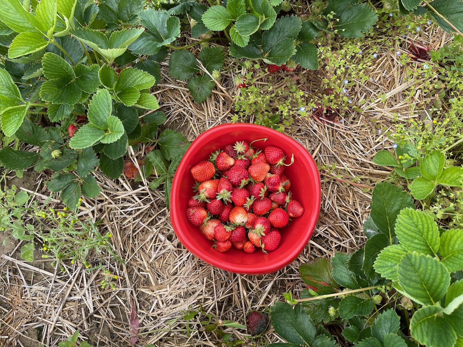 Photo of Erdbeeren pflücken in Deutschland – kann leben und fliegen