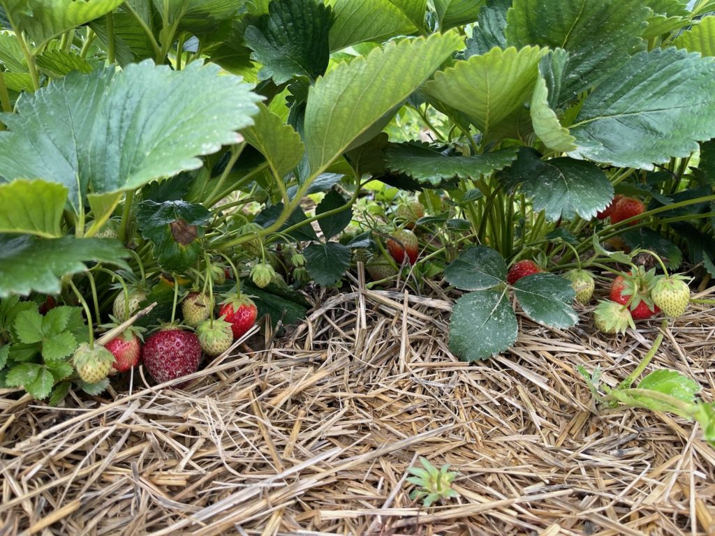 Picking Strawberries In Germany Live and Let's Fly
