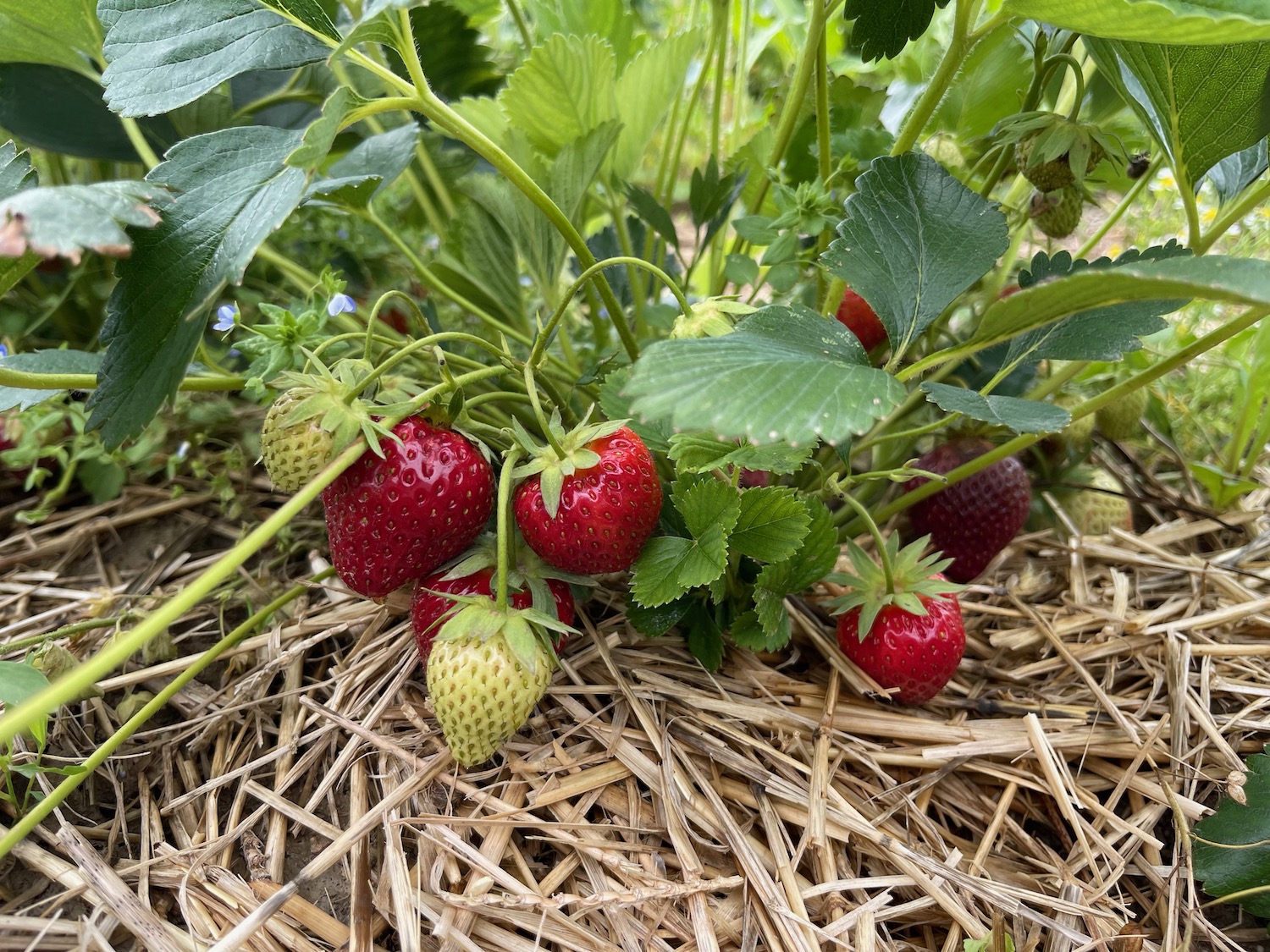 strawberries growing on a plant