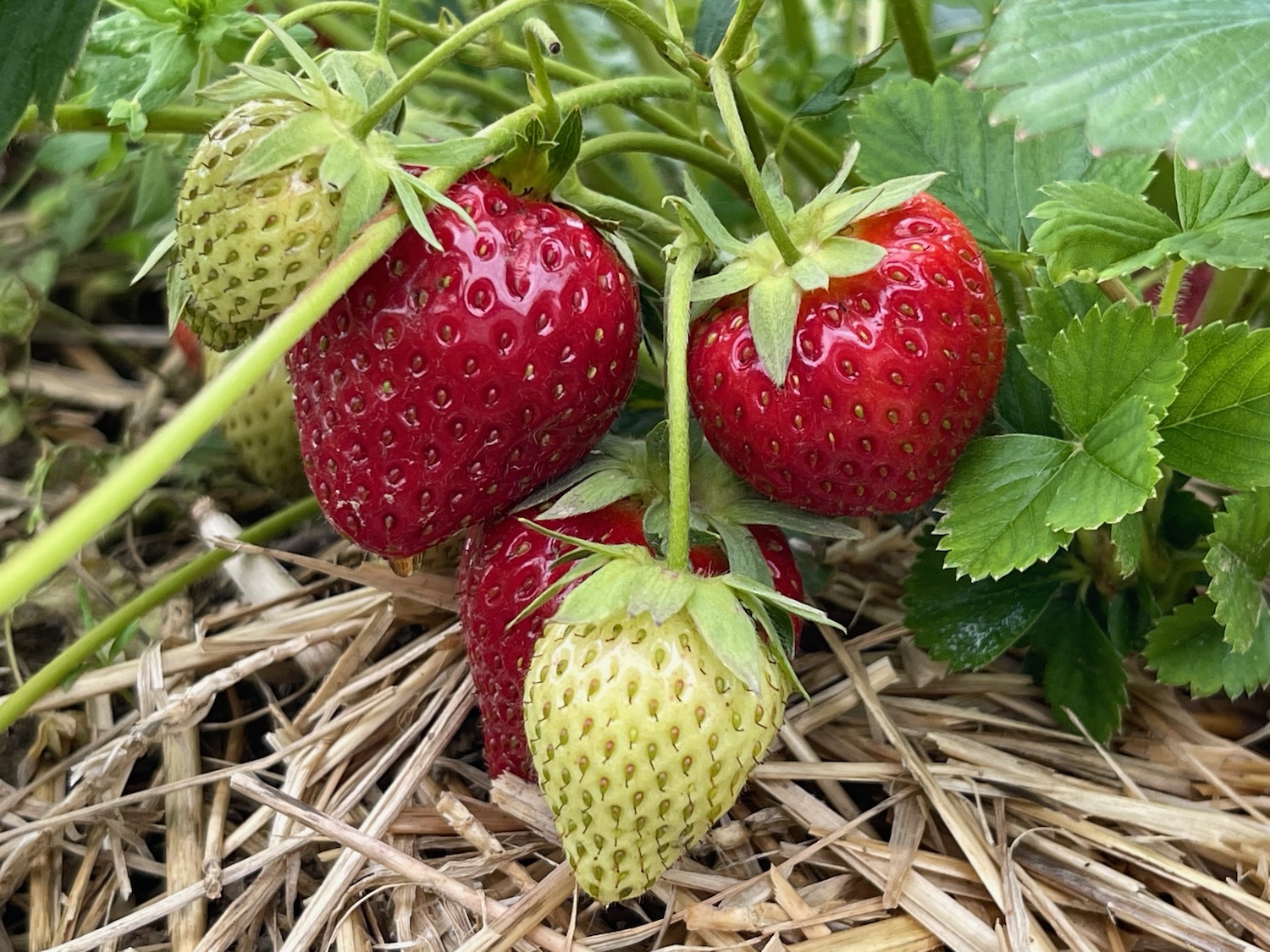 a group of strawberries on a plant