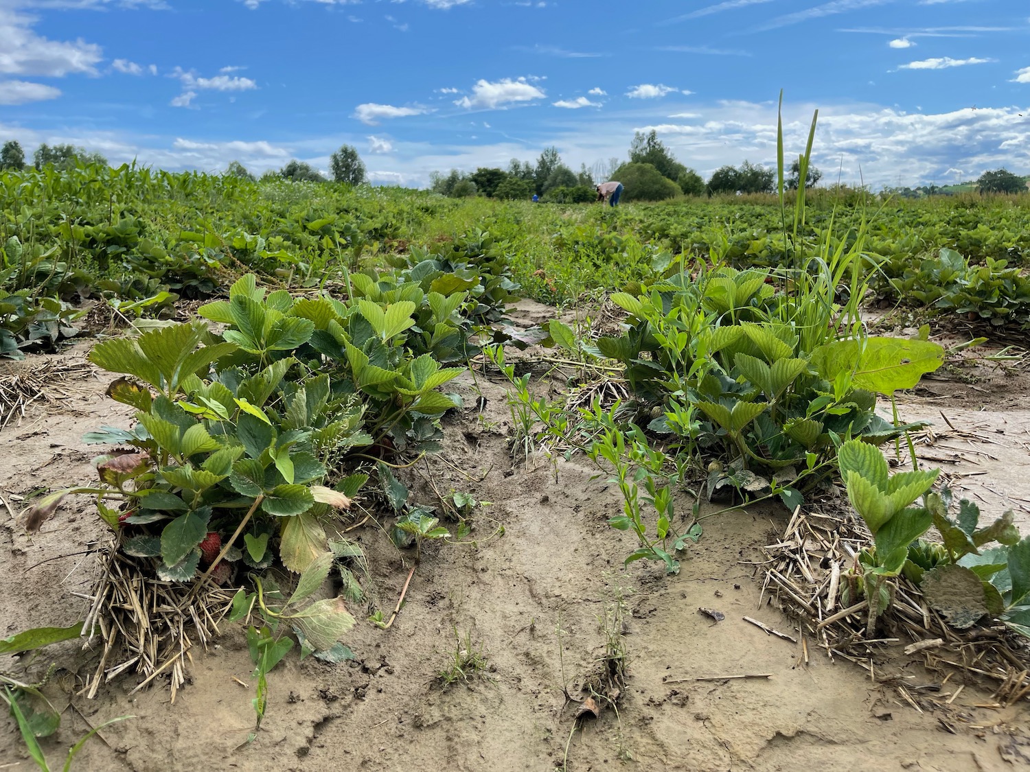 a field of plants with dirt and blue sky