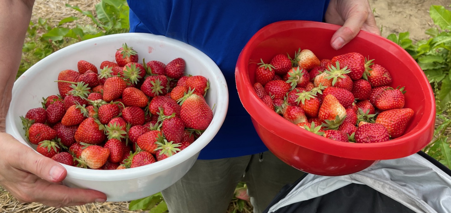 two bowls of strawberries