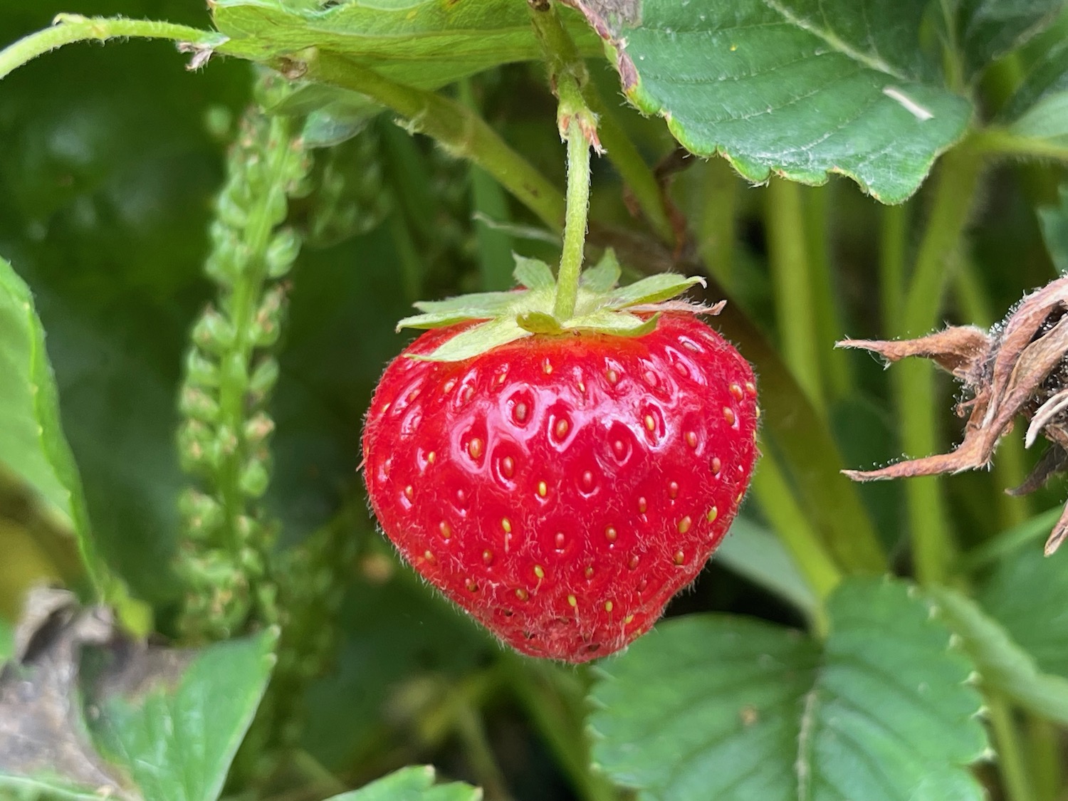 a strawberry growing on a plant