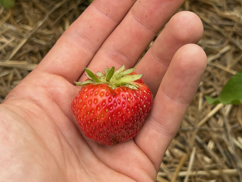 Picking Strawberries In Germany Live and Let's Fly