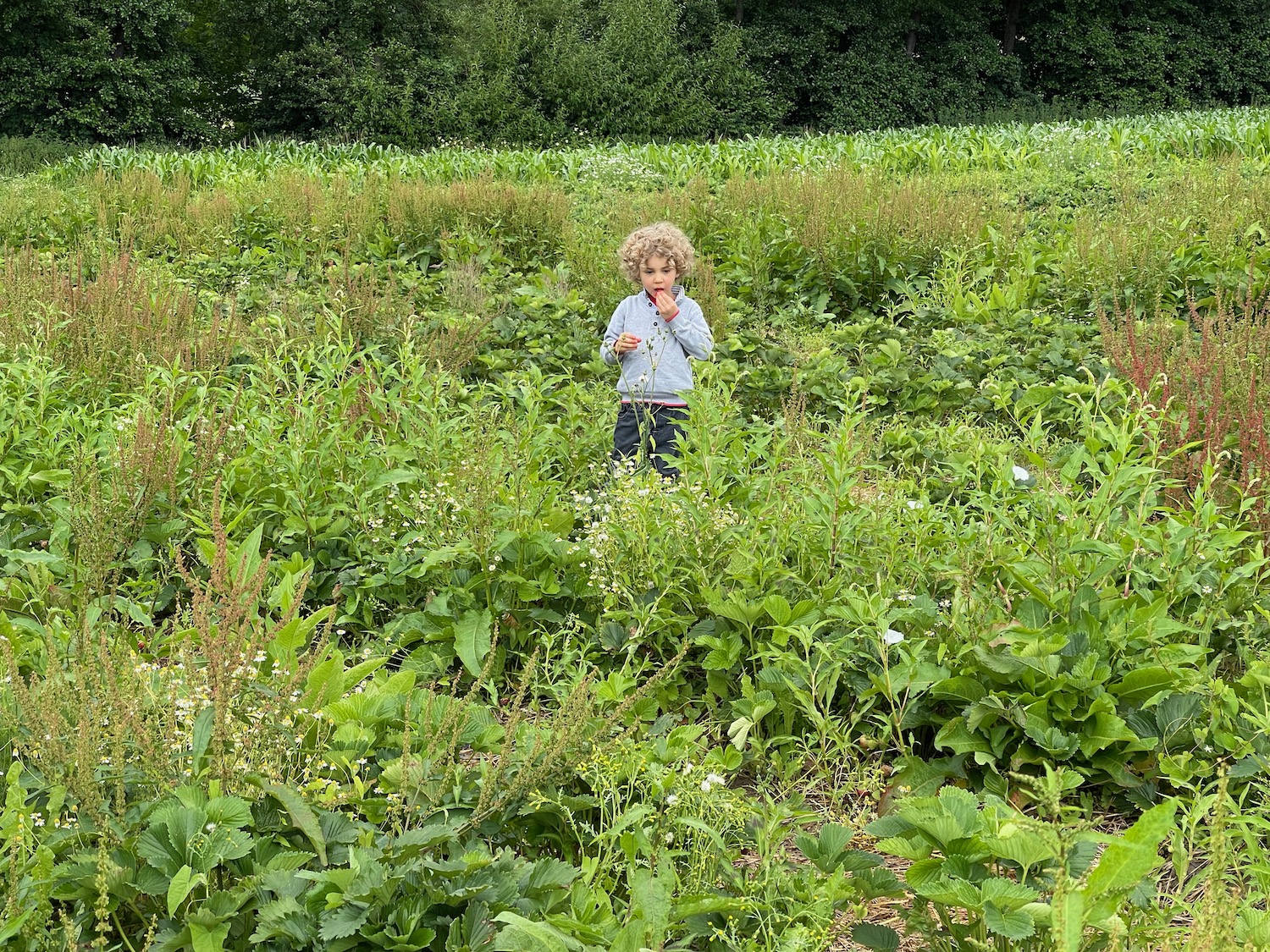 a child standing in a field of plants