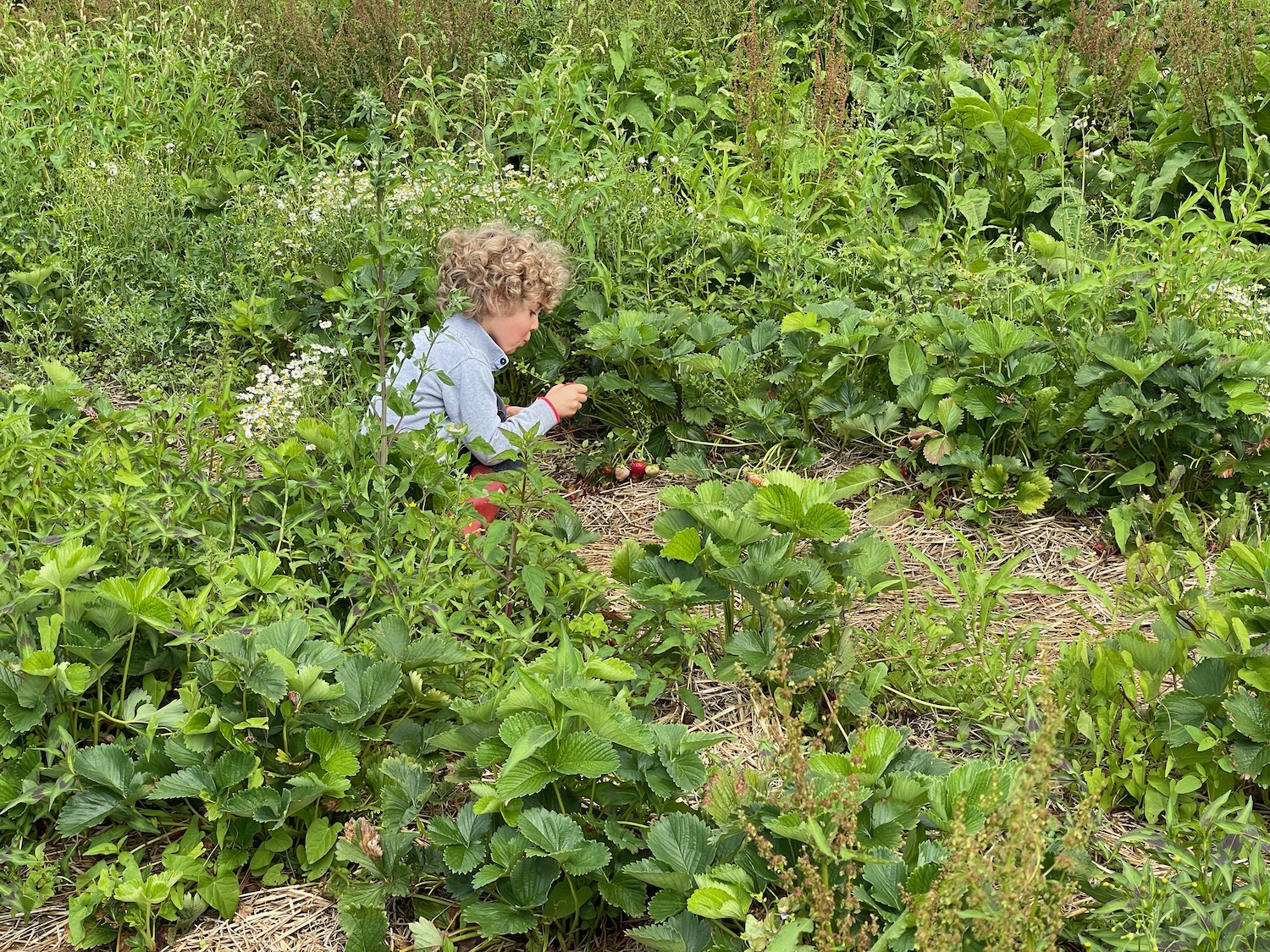 a child in a garden