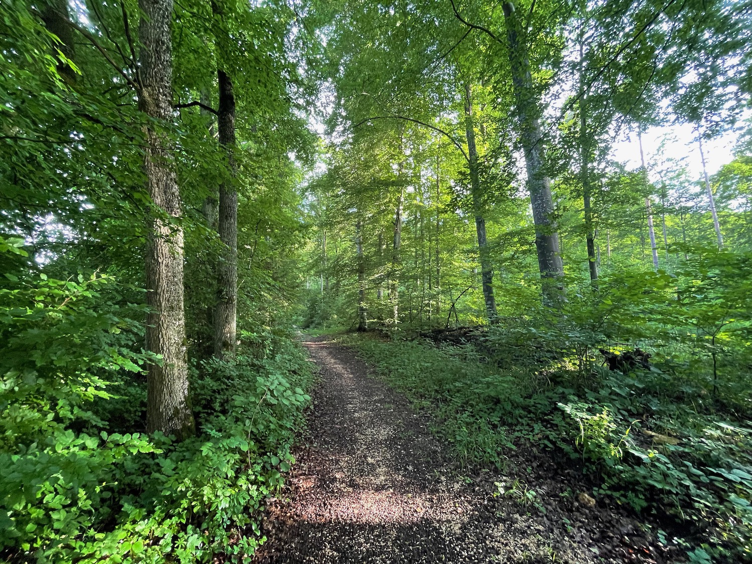 a path through a forest