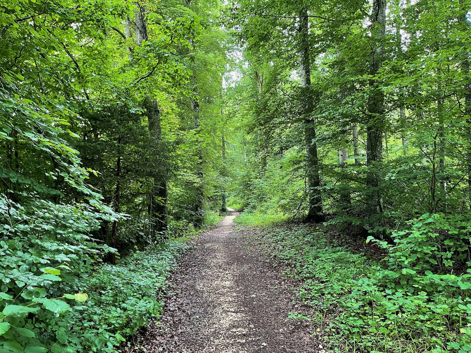 a path through a forest