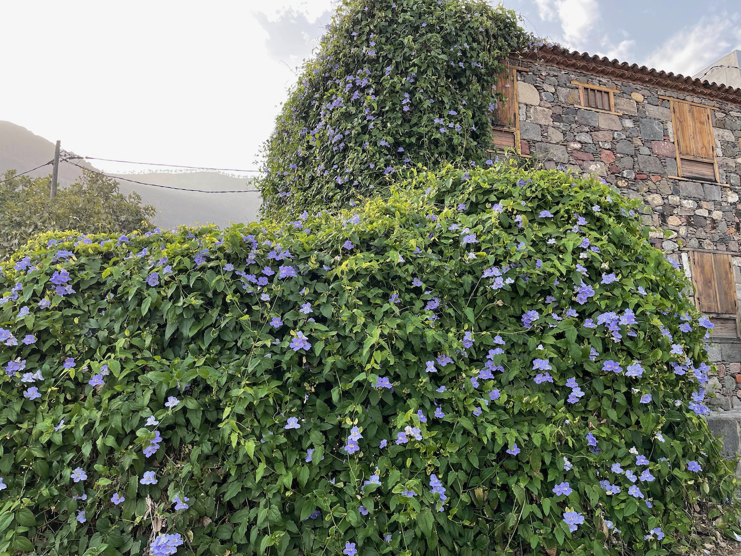 a building with a stone wall and purple flowers