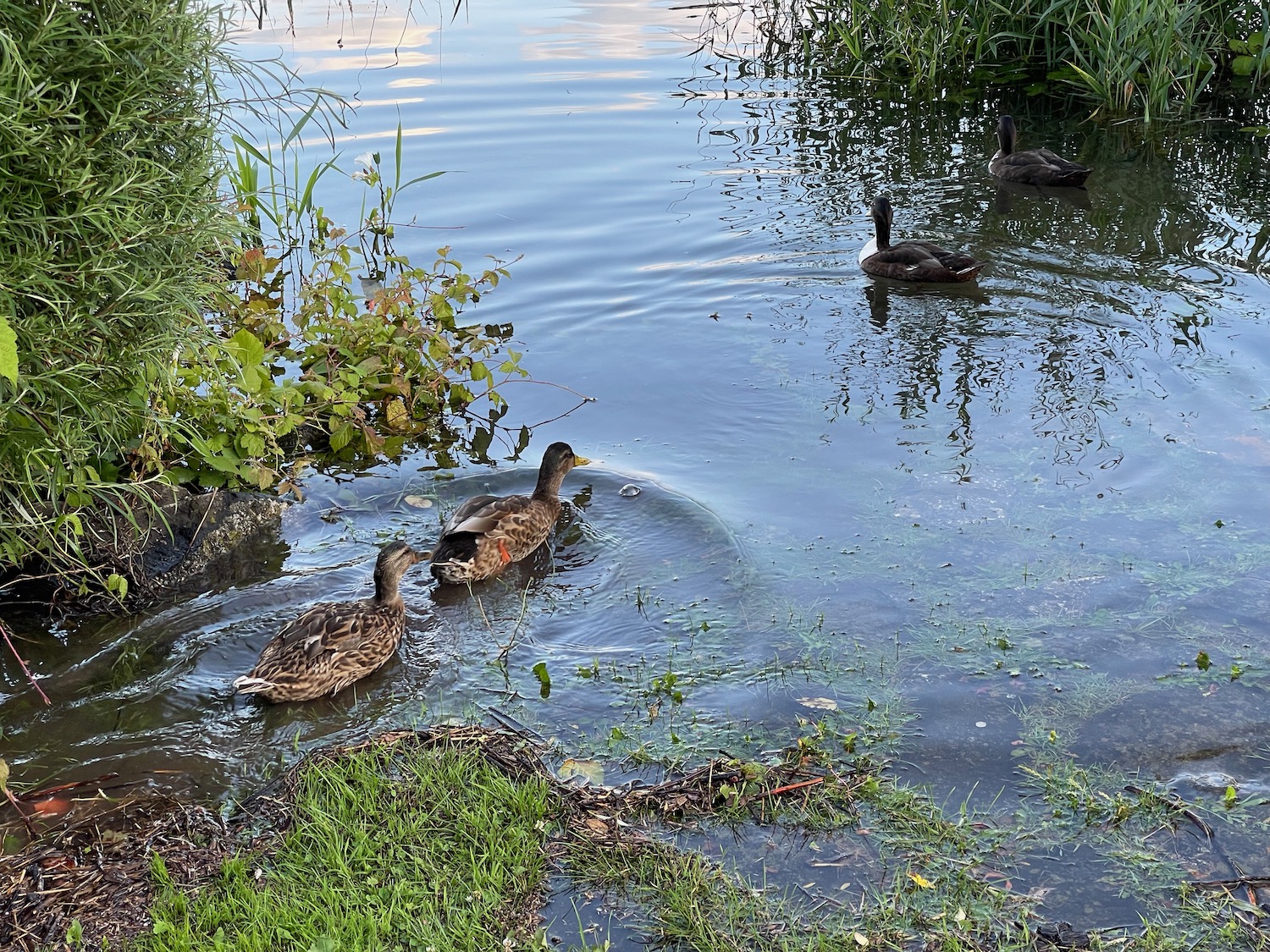 a group of ducks swimming in a pond