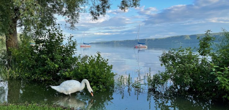 a white swan on the water