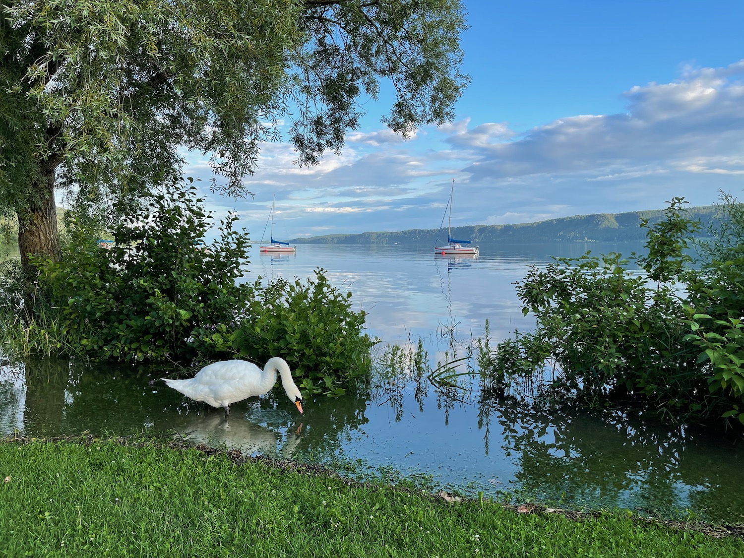 a white swan on the water