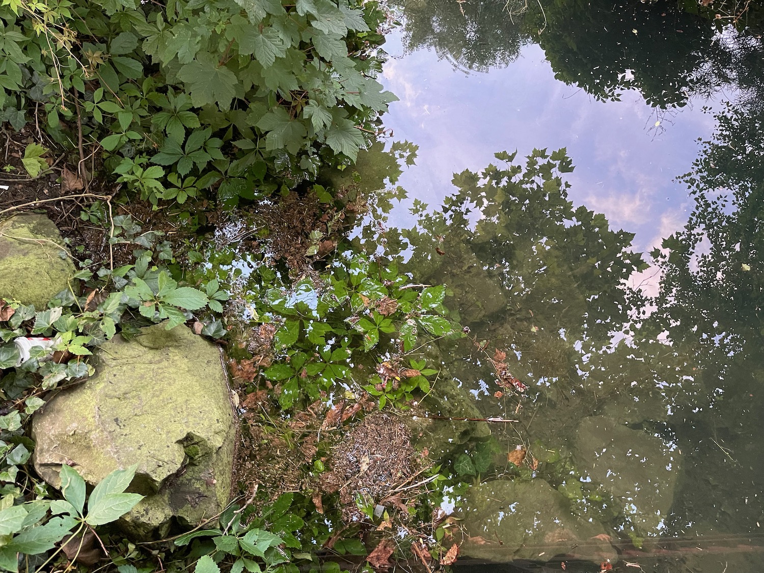 a pond with rocks and plants