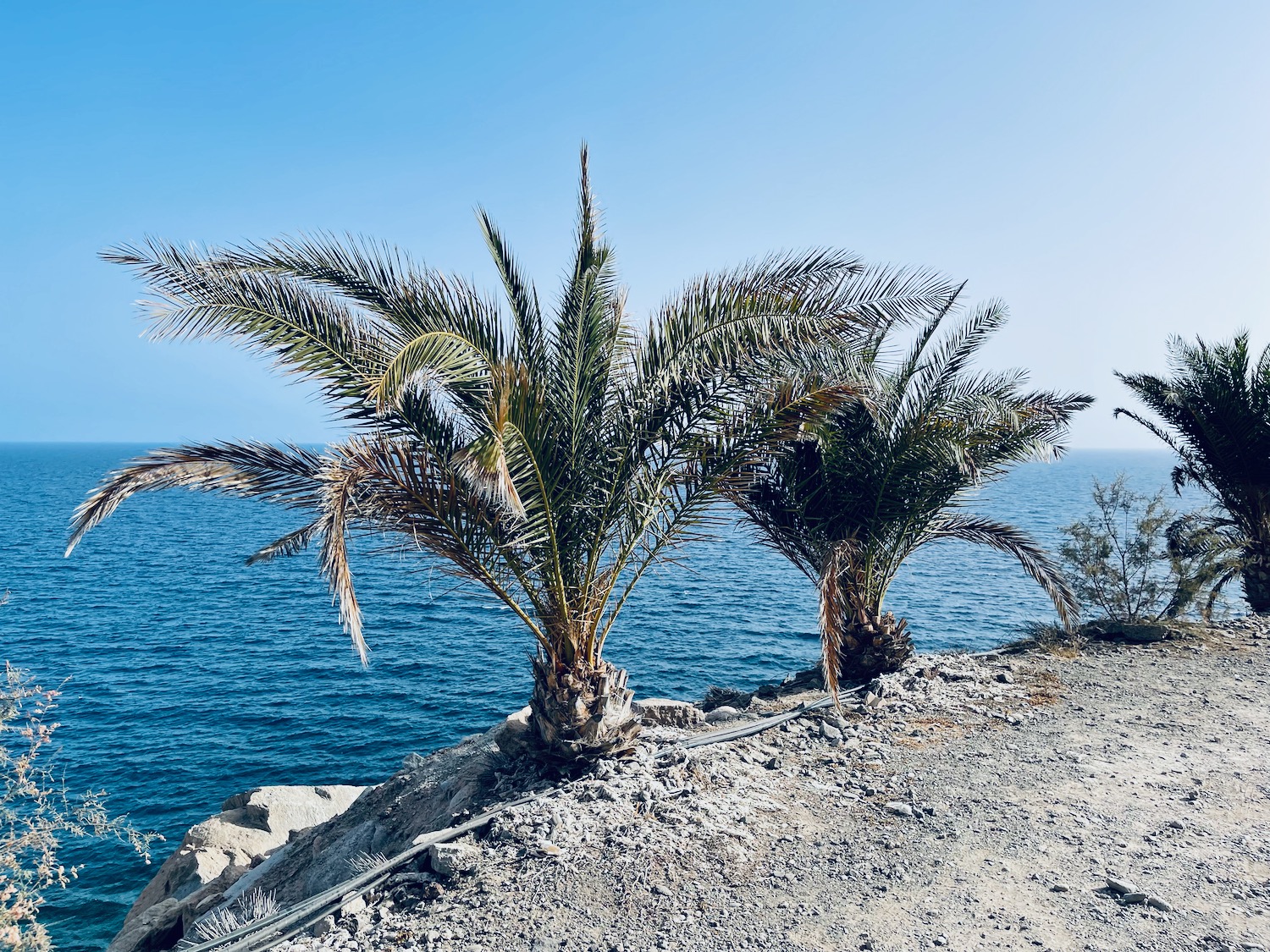 palm trees on a hill by the water