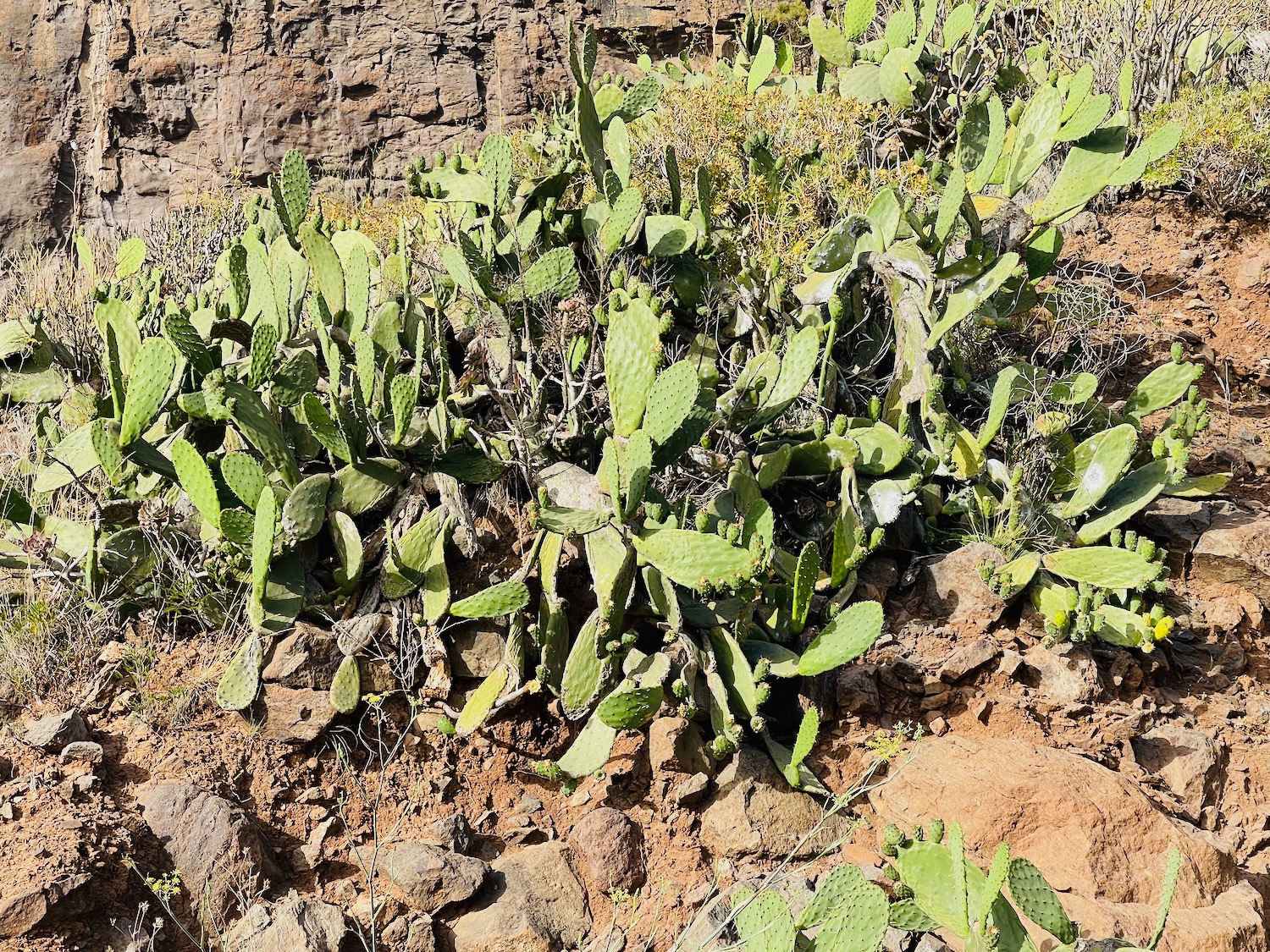 a cactus growing on a rocky hillside