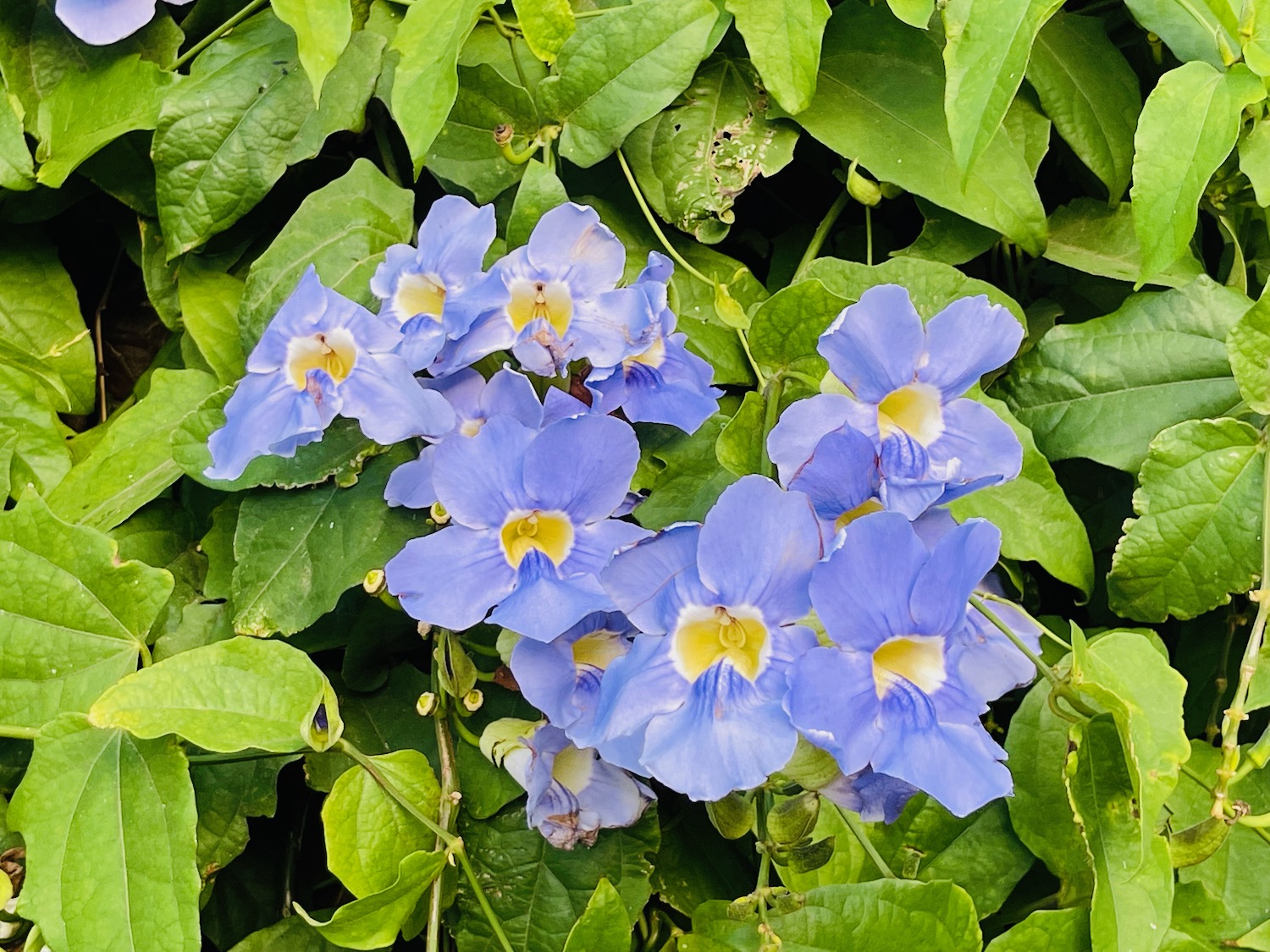 a group of purple flowers with green leaves