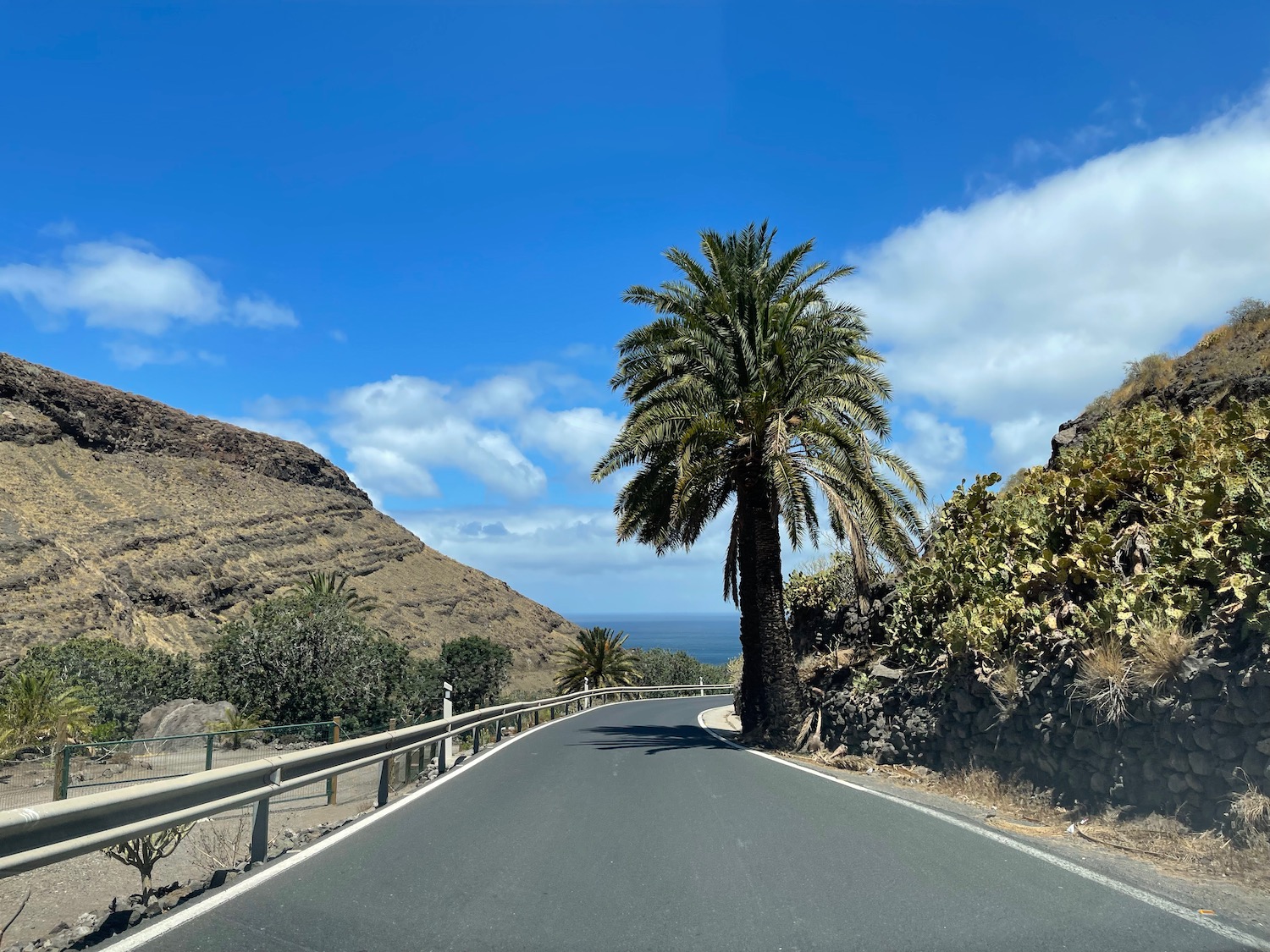 a road with palm trees and a body of water