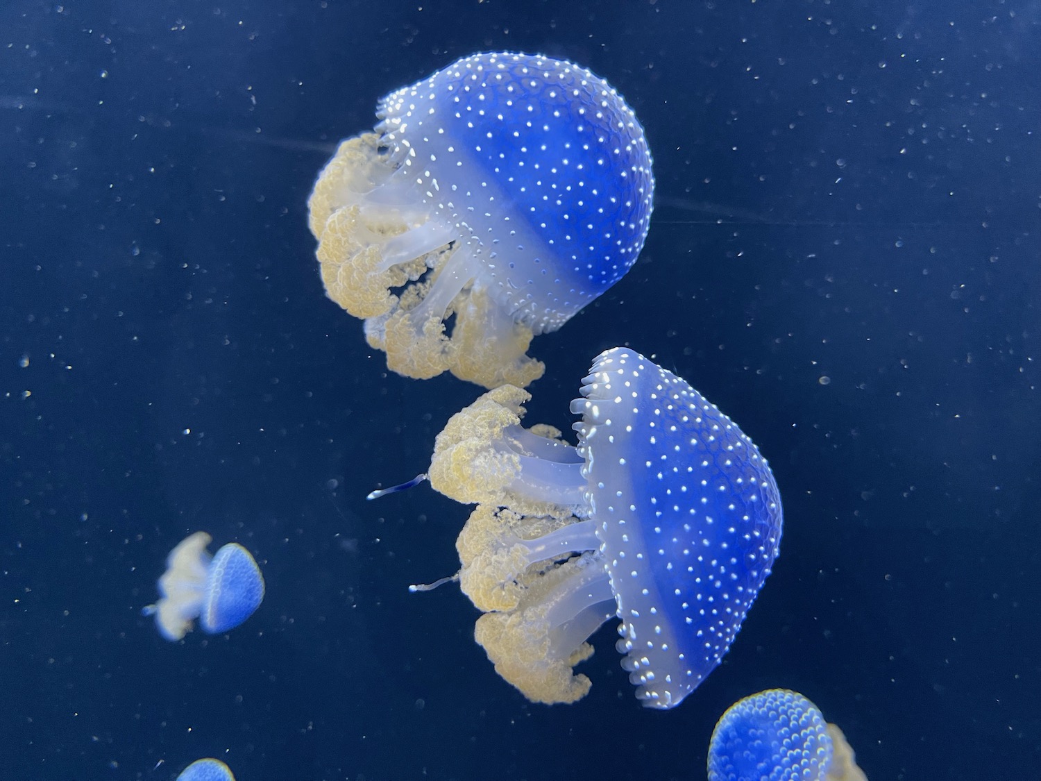 a group of jellyfish in water