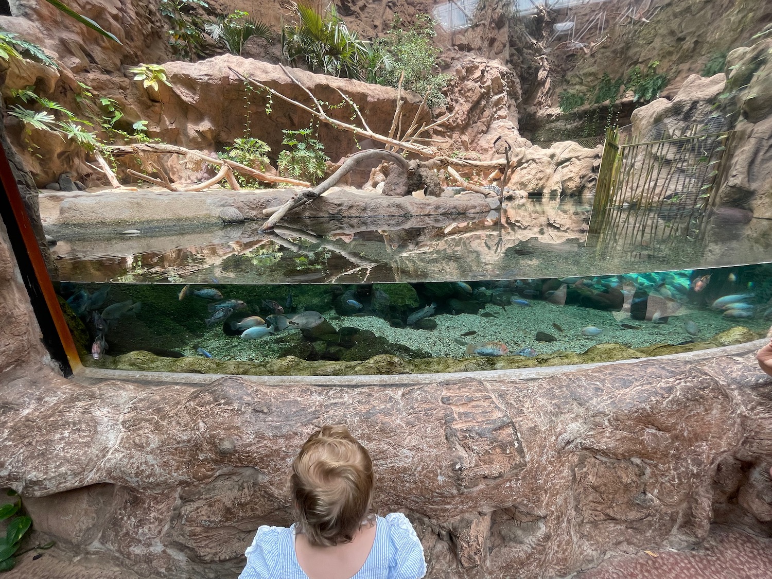 a child looking at an aquarium