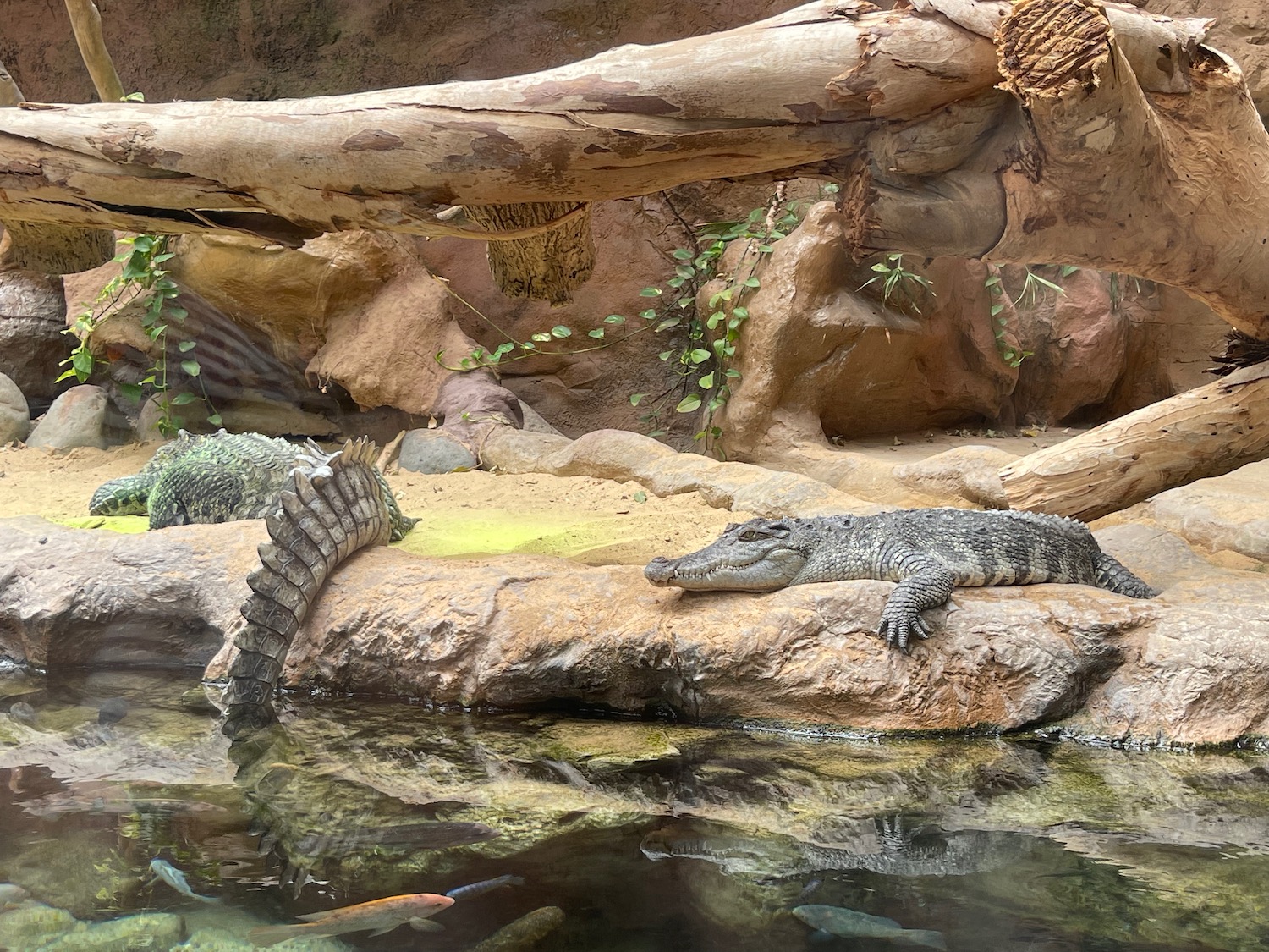 a crocodile on a rock