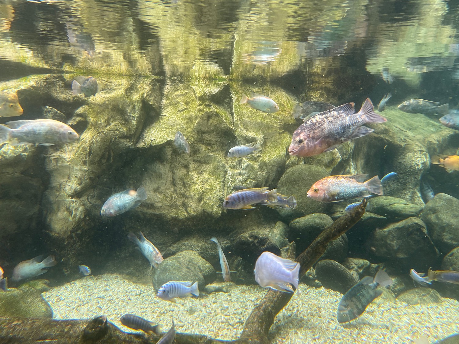 a group of fish swimming in a tank