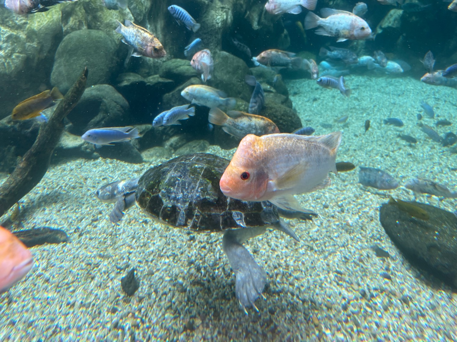 a turtle and fish swimming in water