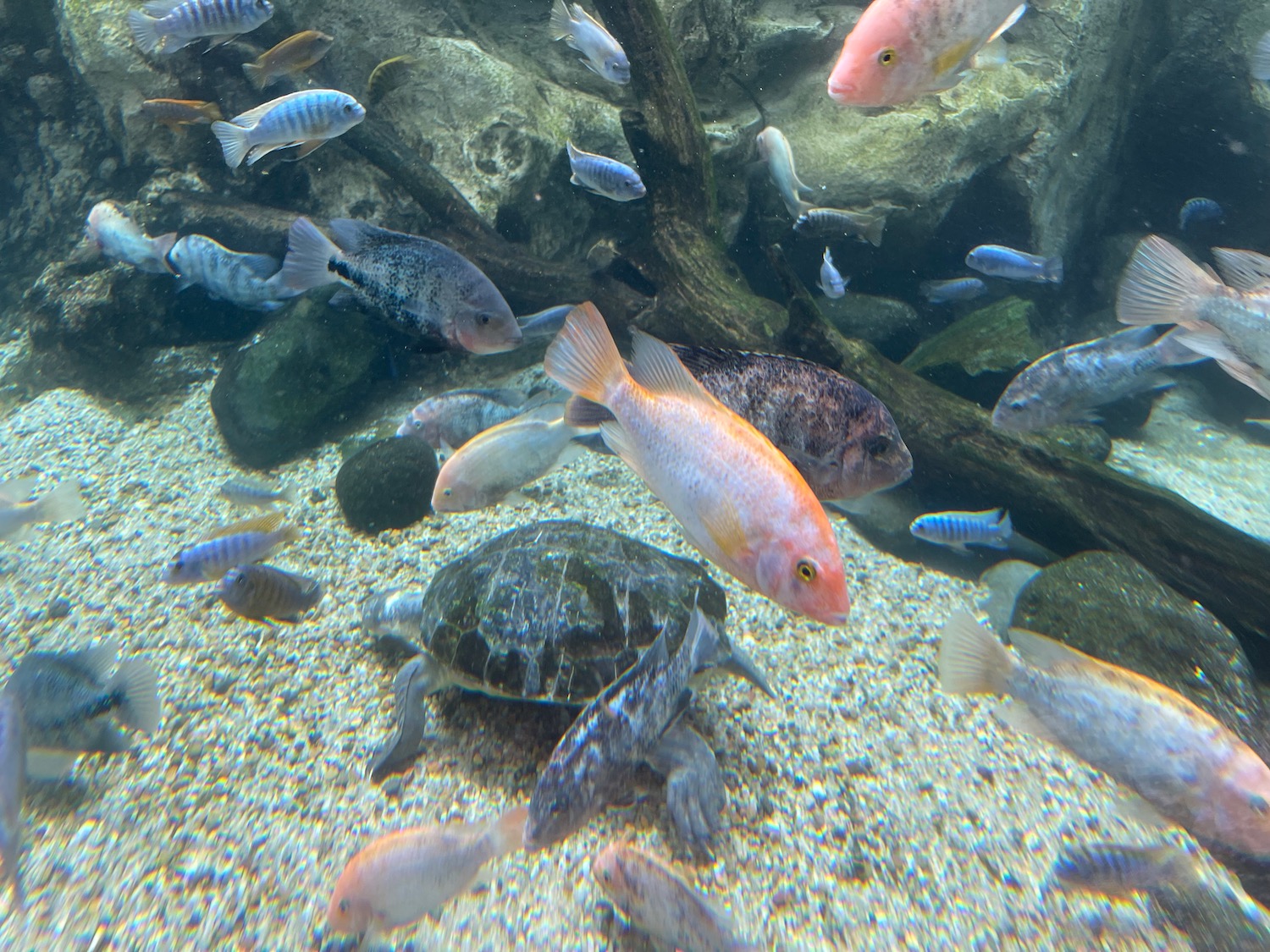 a group of fish swimming in a tank