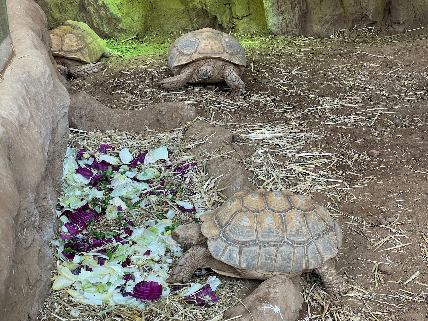 a group of tortoises eating leaves