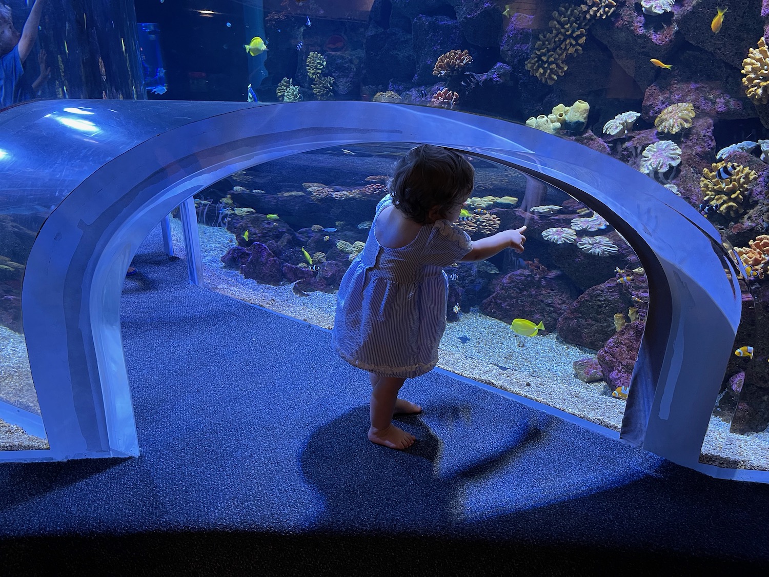 a child standing in a tank with fish