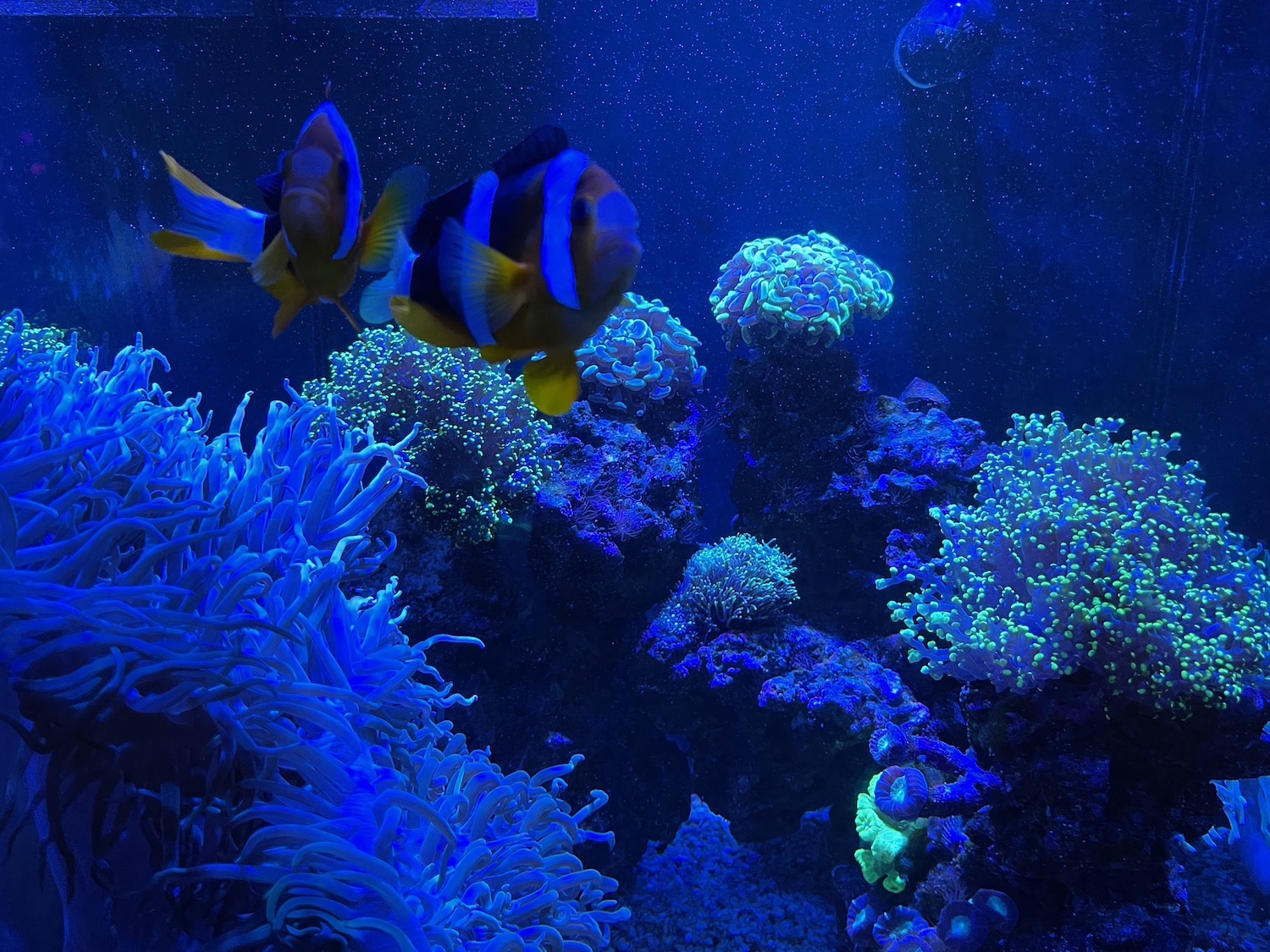 fish in a tank with corals and fish