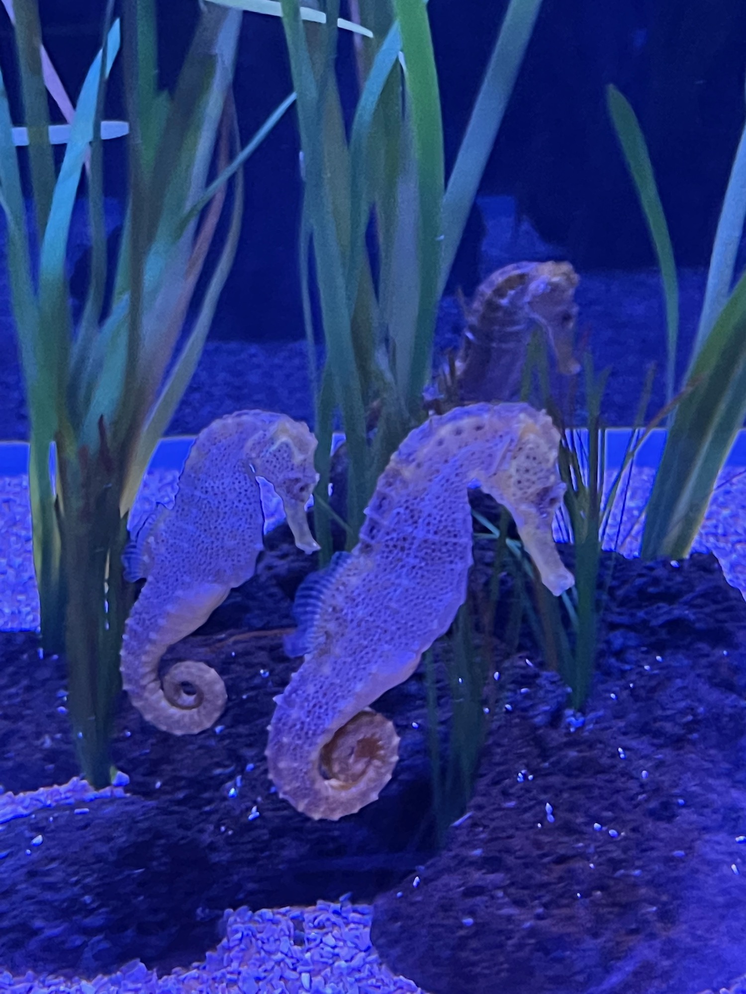 seahorses in a tank with plants